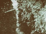 corona00013
