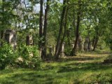 FriedhofStMarx00026