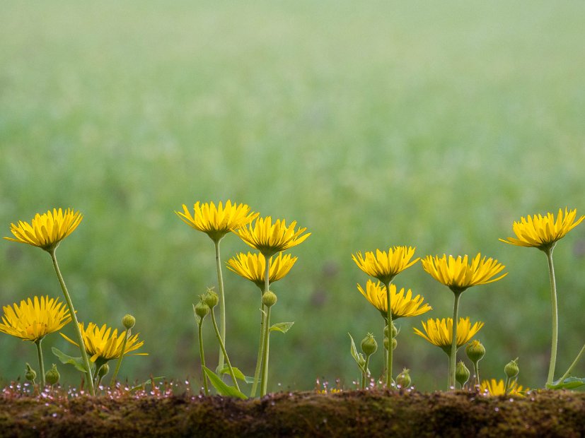 fruehling00001
