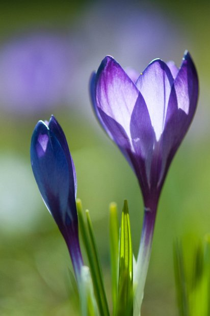 fruehling00003