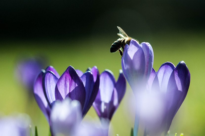 fruehling00004