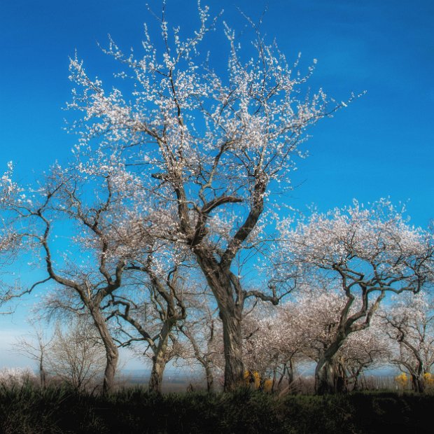 fruehling00005