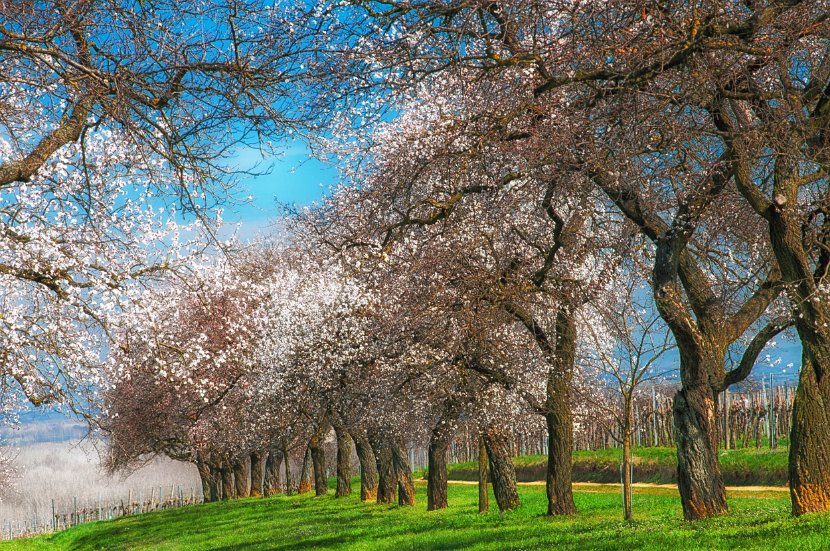 fruehling00006