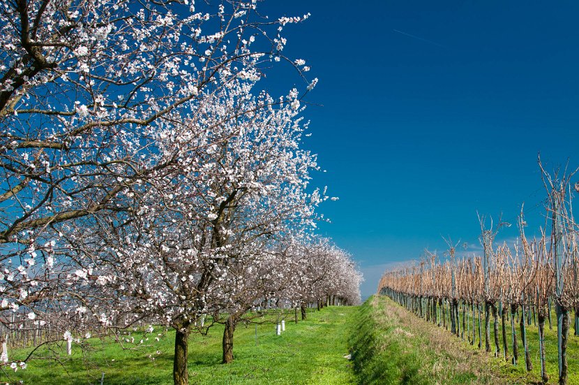 fruehling00007