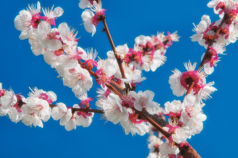 fruehling00008