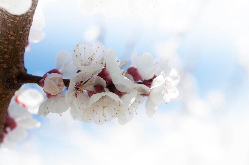 fruehling00009