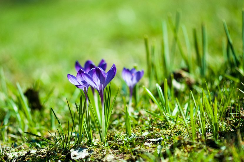 fruehling00010