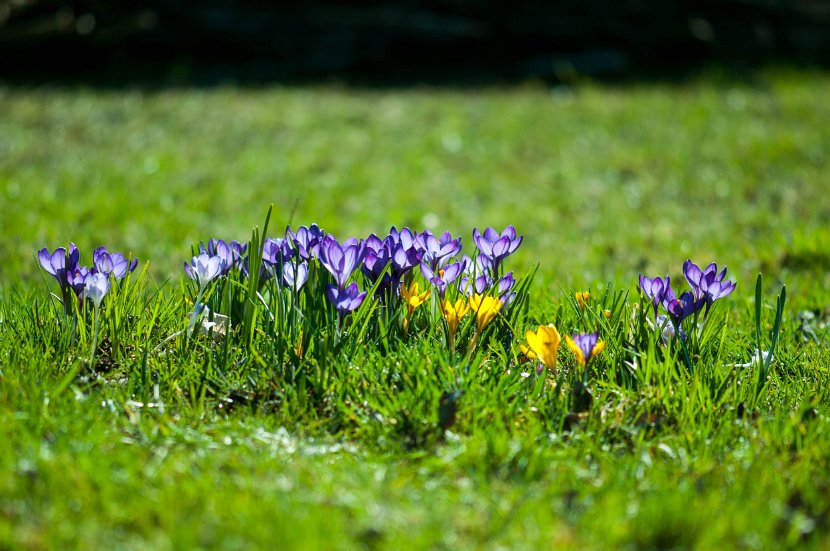 fruehling00011