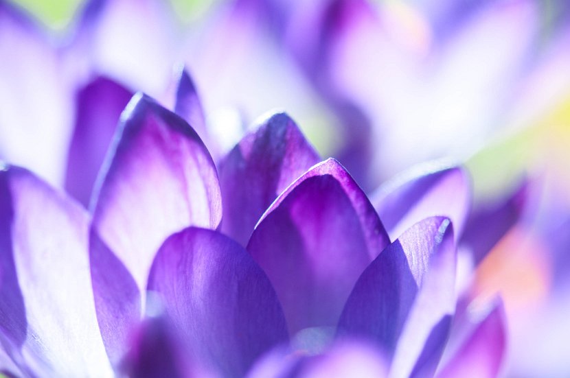 fruehling00012