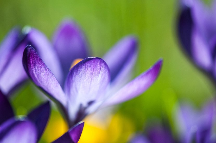 fruehling00013