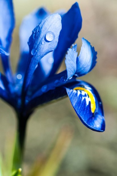 fruehling00014