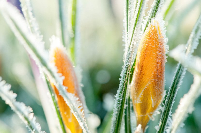 fruehling00016