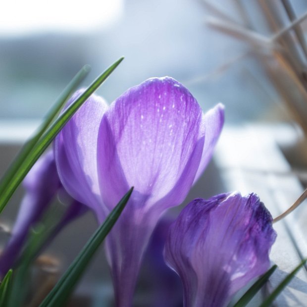 fruehling00018