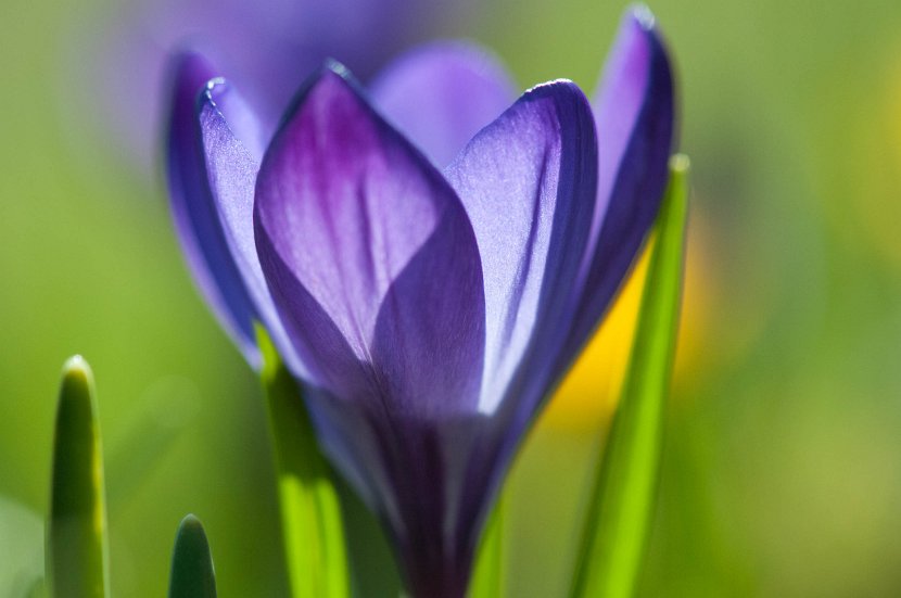 fruehling00019