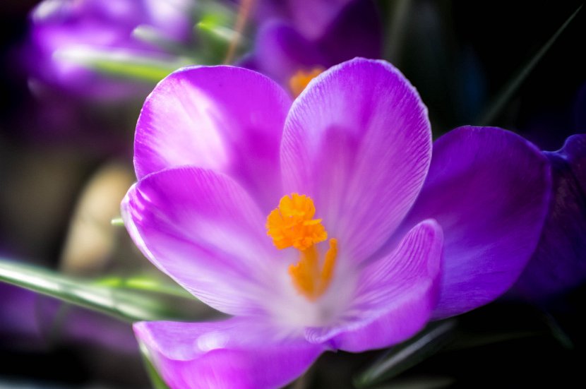 fruehling00020