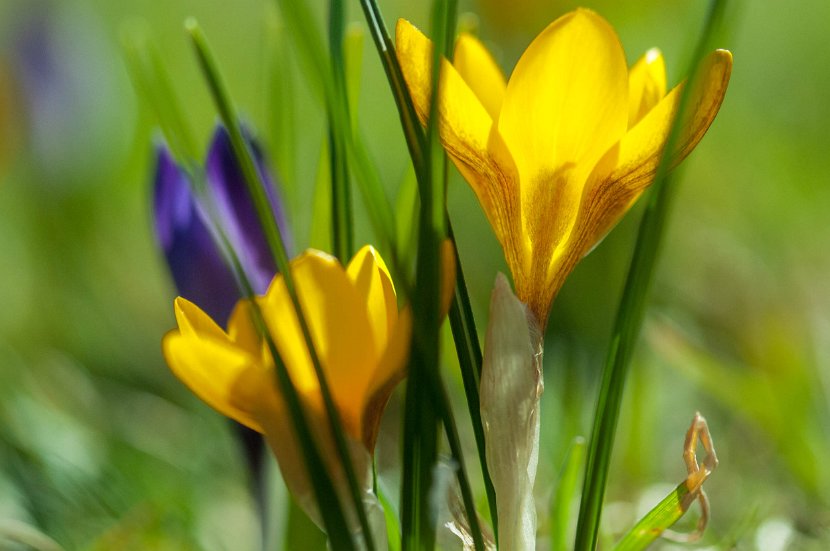 fruehling00021