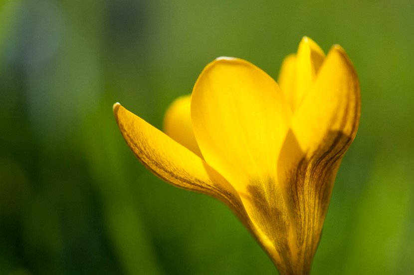 fruehling00022
