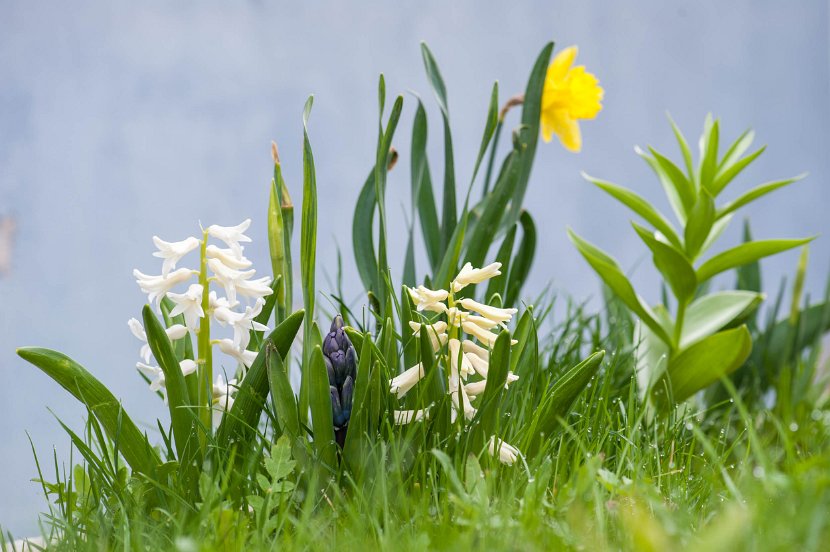 fruehling00023