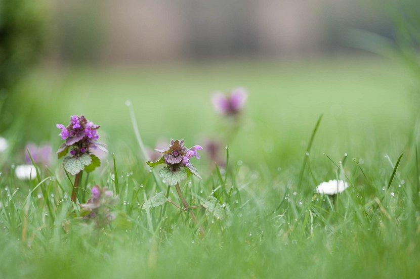 fruehling00024