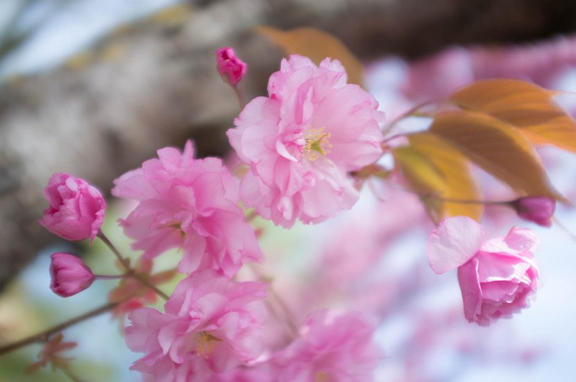 fruehling00026