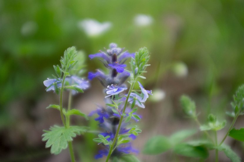 fruehling00027