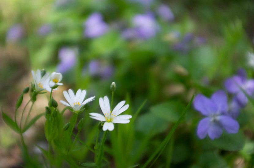 fruehling00028