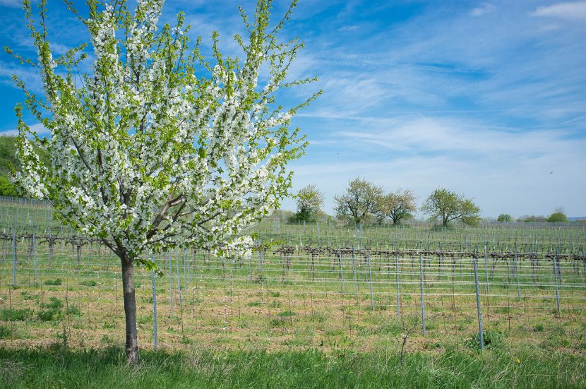fruehling00029