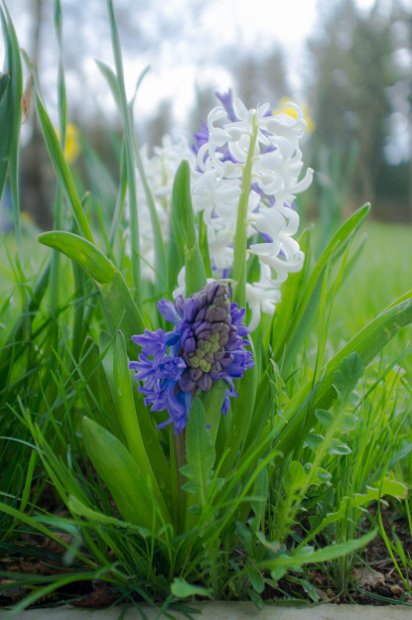 fruehling00030