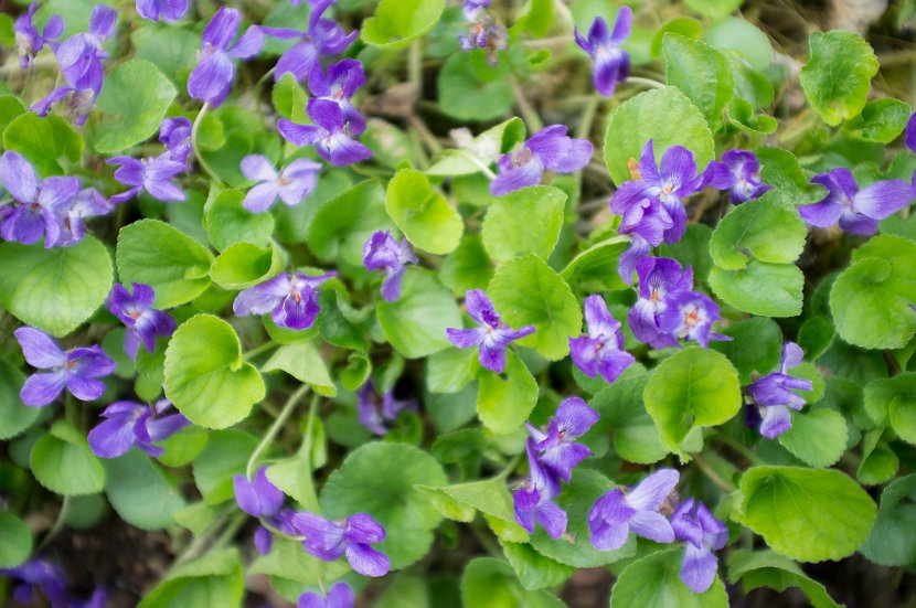 fruehling00031