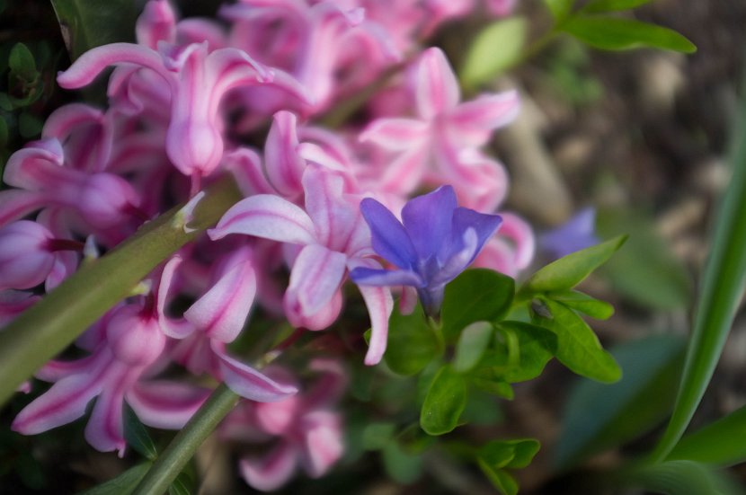 fruehling00032