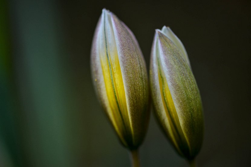 fruehling00034
