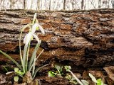 fruehling00002