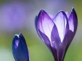 fruehling00003