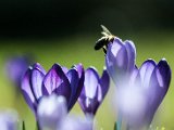 fruehling00004