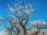 fruehling00005