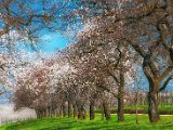 fruehling00006