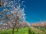 fruehling00007