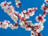 fruehling00008
