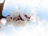 fruehling00009