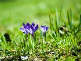fruehling00010