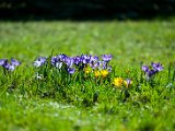 fruehling00011