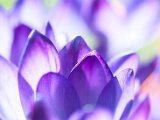 fruehling00012