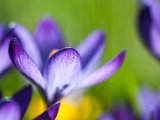fruehling00013