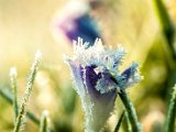 fruehling00015