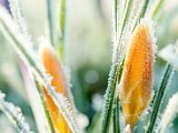 fruehling00016
