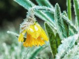 fruehling00017