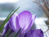 fruehling00018