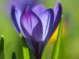 fruehling00019