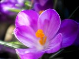 fruehling00020