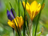 fruehling00021